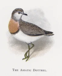 The Asiatic Dottrel